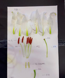 小众送妈妈的花有哪些花