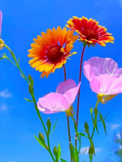 小众送妈妈的花有哪些花