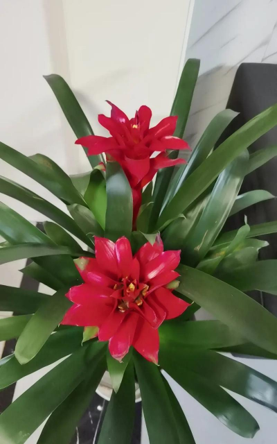 金牛的吉祥花有哪些花