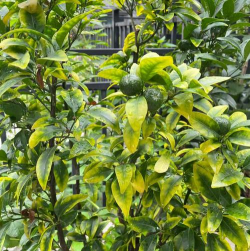 小众送妈妈的花有哪些花