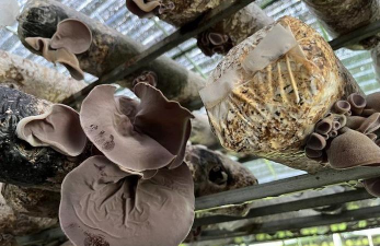 小众送妈妈的花有哪些花