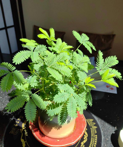 小众送妈妈的花有哪些花