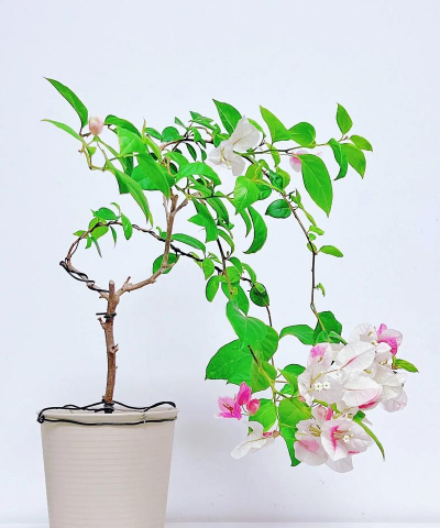 红心樱花三角梅勤花吗