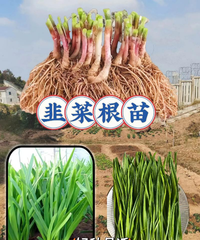 种植独根红韭菜怎么种植