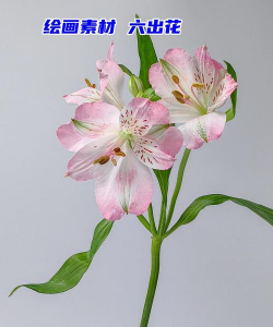 六花是什么花有哪些