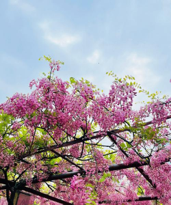 小众送妈妈的花有哪些花