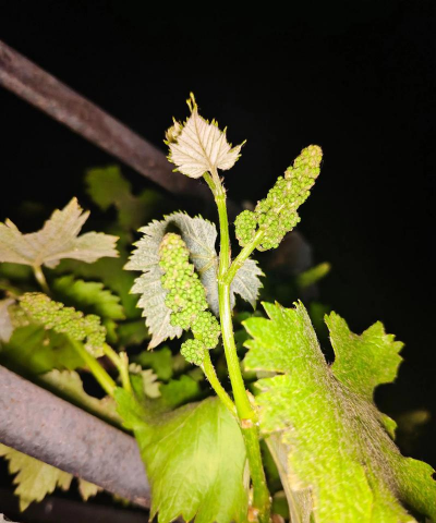 小众送妈妈的花有哪些花