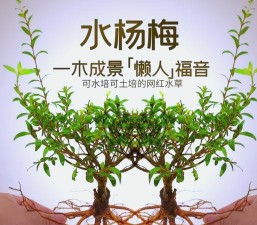 小众送妈妈的花有哪些花