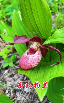 小众送妈妈的花有哪些花