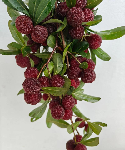 小众送妈妈的花有哪些花