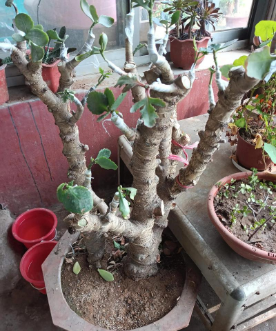 榆树可以嫁接什么植物