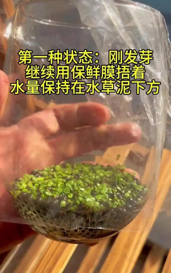 小众送妈妈的花有哪些花