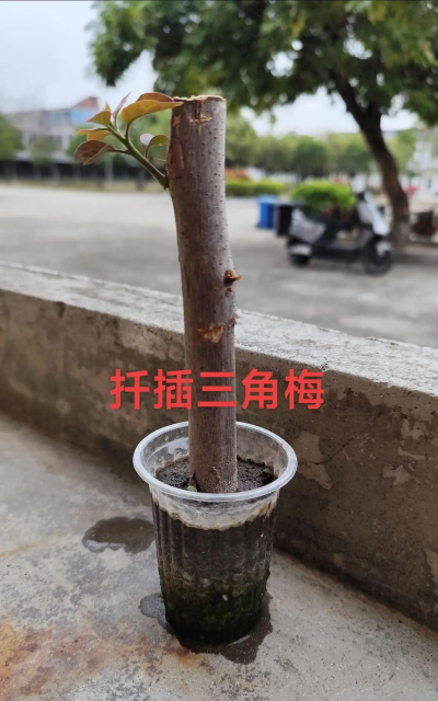三角梅扦插