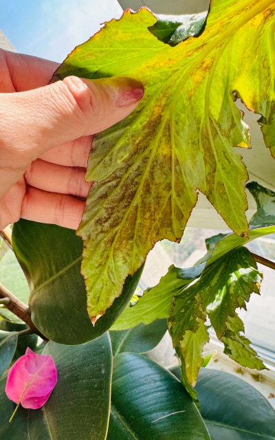 小众送妈妈的花有哪些花