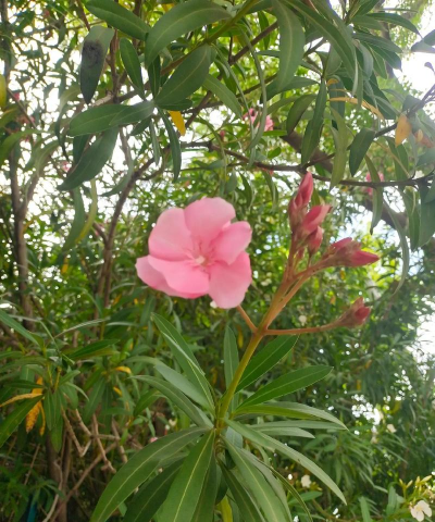 路边有毒的花有哪些花