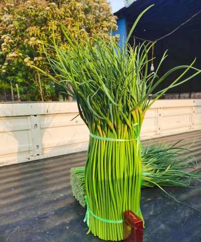 种植蒜苔怎么种植的