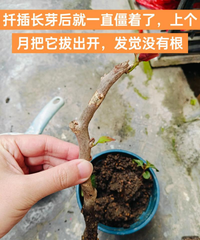 小众送妈妈的花有哪些花