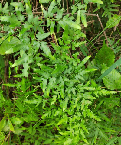 小众送妈妈的花有哪些花