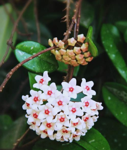 小众送妈妈的花有哪些花
