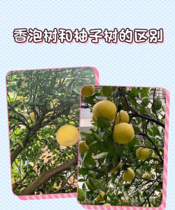 香柚树和柚子树区别