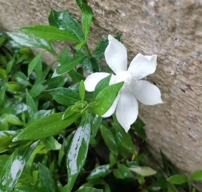 小众送妈妈的花有哪些花