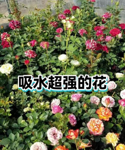 小众送妈妈的花有哪些花