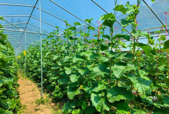 小众送妈妈的花有哪些花