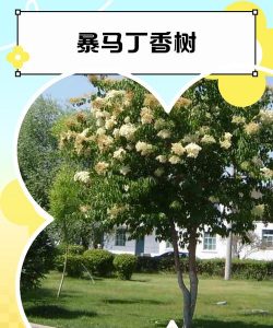 什么是暴马丁香树