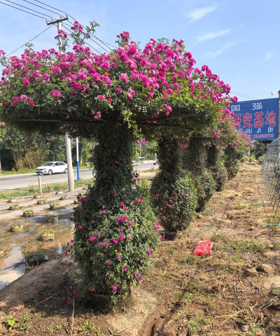 小众送妈妈的花有哪些花