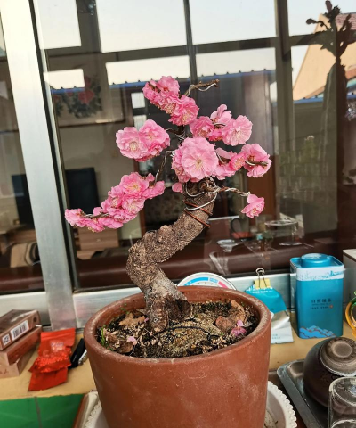 杏梅盆景什么样