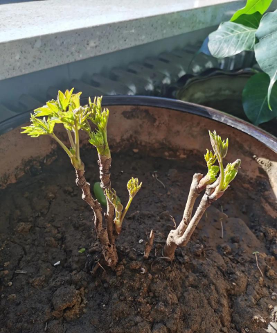 小众送妈妈的花有哪些花