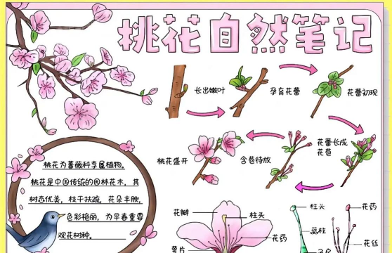 小众送妈妈的花有哪些花