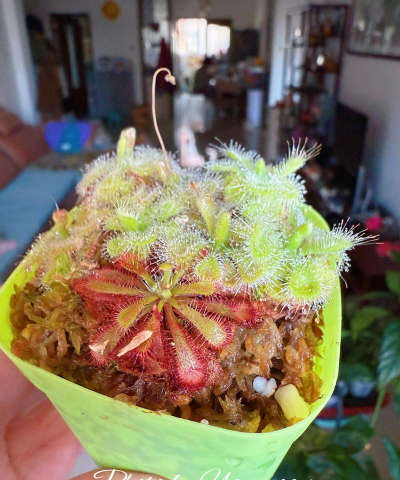 小众送妈妈的花有哪些花