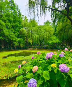 小众送妈妈的花有哪些花