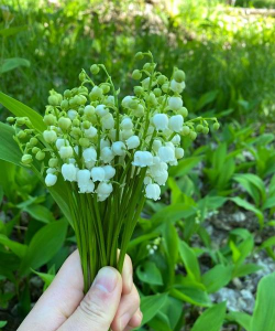 小众送妈妈的花有哪些花