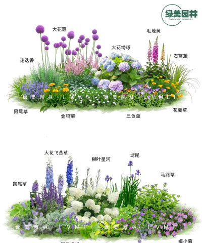 花境设计常用花有哪些