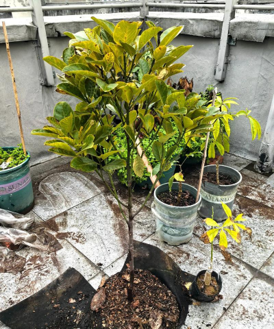 小众送妈妈的花有哪些花