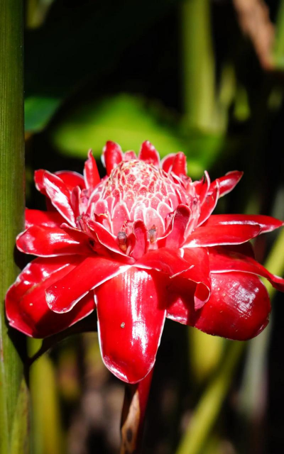 小众送妈妈的花有哪些花