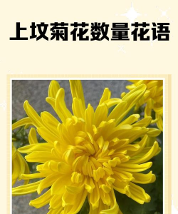 落地菊的花语是什么