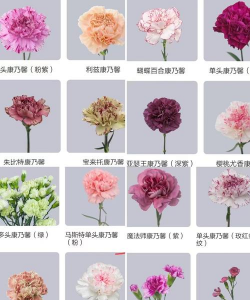 康乃馨又叫什么名字