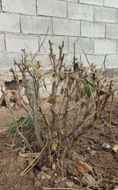 小众送妈妈的花有哪些花