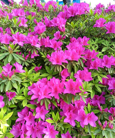 小众送妈妈的花有哪些花