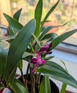 小众送妈妈的花有哪些花