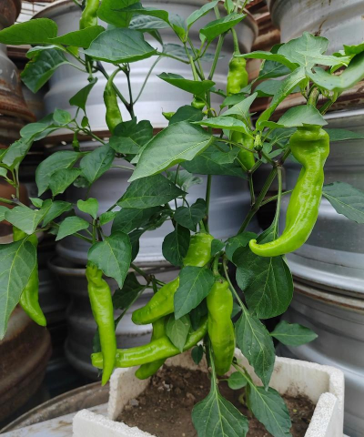 小众送妈妈的花有哪些花