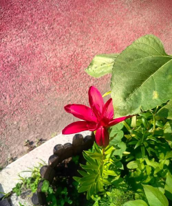 小众送妈妈的花有哪些花