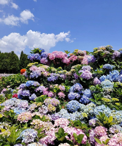 为什么云南冬天绣球开花