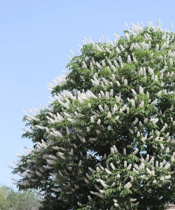 白色的花有哪些树