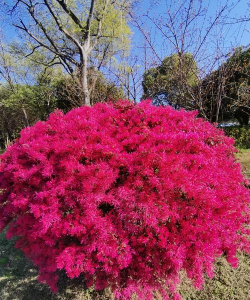 小众送妈妈的花有哪些花