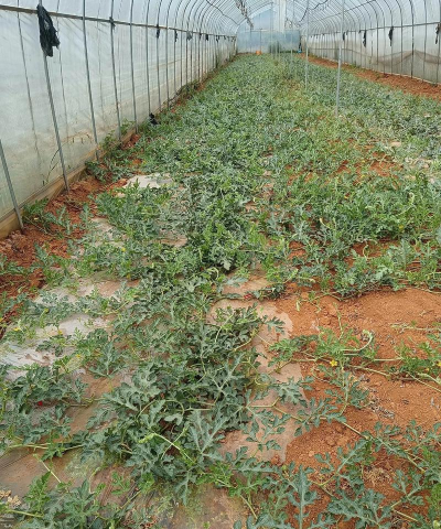 小众送妈妈的花有哪些花