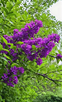 小众送妈妈的花有哪些花